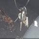1FAHP3M23CL190235 2012 Ford Focus Sel auction photo thumbnail 11