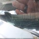 1G4HR54K41U271859 2001 Buick Lesabre Limited auction photo thumbnail 9
