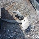 4T1G11AK0MU613733 2021 Toyota Camry Se auction photo thumbnail 11