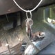 1J4FF48SX1L572886 2001 Jeep Cherokee Sport auction photo thumbnail 11