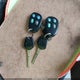 WP0CA29831U627106 2001 Porsche Boxster auction photo thumbnail 11