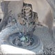 3GCEK33349G145199 2009 Chevrolet Silverado 1500 Ltz auction photo thumbnail 17