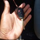 3TMBZ5DN4KM017871 2019 Toyota Tacoma Sr5 auction photo thumbnail 11
