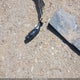 5NPLM4AG9MH003282 2021 Hyundai Elantra Sel auction photo thumbnail 20