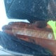 1HGCP36838A013100 2008 Honda Accord 3.5 Ex-L auction photo thumbnail 9