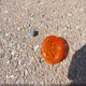 1HD1YBK17JC075081 2018 Harley-Davidson Flhcs Heritage Classic 114 auction photo thumbnail 12
