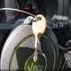 1C4NJPBA6ED786064 2014 Jeep Patriot Sport auction photo thumbnail 11