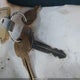 3HSDJSJR5CN608493 2012 International Prostar auction photo thumbnail 10