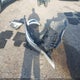 KNDJN2A21F7811663 2015 Kia Soul auction photo thumbnail 12