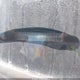 2B3CA3CV2AH108816 2010 Dodge Charger Sxt auction photo thumbnail 9