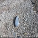 3FADP4AJ1EM190042 2014 Ford Fiesta S auction photo thumbnail 12