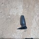 1GTEC14W1YZ197074 2000 GMC Sierra 1500 Sl auction photo thumbnail 17