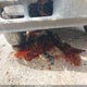 1GCEK19T72E176388 2002 Chevrolet Silverado 1500 Ls auction photo thumbnail 12