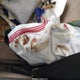 KMHCT4AE6DU555597 2013 Hyundai Accent Gls auction photo thumbnail 12