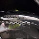 3NSVEE925KF782646 2019 Polaris Rzr Xp Turbo S Velocity auction photo thumbnail 10