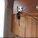 1UJNJ02L5V54E0220 1997 Jayco Other auction photo thumbnail 11