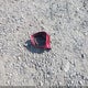2C4RC1EG8LR247822 2020 Chrysler Pacifica Touring L Plus auction photo thumbnail 12