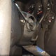 1GCEC14X19Z151187 2009 Chevrolet Silverado 1500 Work Truck auction photo thumbnail 11