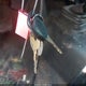 1GCEC14W6XZ135006 1999 Chevrolet Silverado 1500 auction photo thumbnail 11