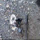 WMWRE33483TD67403 2003 Mini Cooper S auction photo thumbnail 12