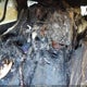 1C4SDJCT8SC524538 2025 Dodge Durango R/T Awd auction photo thumbnail 8