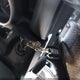 5J6YH28584L013343 2004 Honda Element Ex auction photo thumbnail 11