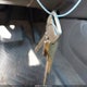 5TBBT44165S457077 2005 Toyota Tundra Sr5 V8 auction photo thumbnail 11