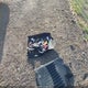 5TFAX5GN4LX183929 2020 Toyota Tacoma Sr auction photo thumbnail 12