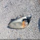 1G1ZS57N97F212959 2007 Chevrolet Malibu Ls auction photo thumbnail 12