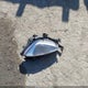 KMHDH6AE0DU022369 2013 Hyundai Elantra Gs auction photo thumbnail 12