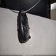 5NPE34AF3GH413227 2016 Hyundai Sonata Limited auction photo thumbnail 11