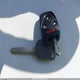 1HGCP2F49BA000334 2011 Honda Accord 2.4 Lx-P auction photo thumbnail 11