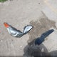 KMHDH6AE9DU002427 2013 Hyundai Elantra Gs auction photo thumbnail 12