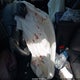 JTJBM7FX2E5075025 2014 Lexus Gx 460 auction photo thumbnail 11