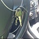 KMHHT6KD6BU046453 2011 Hyundai Genesis 2.0T R-Spec auction photo thumbnail 11