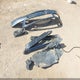 KNALN4D74E5128665 2014 Kia Cadenza Premium auction photo thumbnail 12