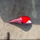 5NPDH4AE6FH642035 2015 Hyundai Elantra Se auction photo thumbnail 12