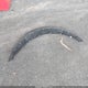 19UUB6F5XPA003642 2023 Acura Tlx A-Spec Package auction photo thumbnail 12