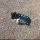 1N4AL3AP1FN304657 2015 Nissan Altima 2.5 S auction photo thumbnail 12