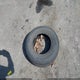 JT4VN93G5P5035053 1993 Toyota Pickup 1/2 Ton Ex Long Whlbs Sr5 auction photo thumbnail 12