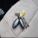 5N1AT2MV4HC821931 2017 Nissan Rogue Sv auction photo thumbnail 11