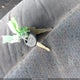 1GCEC19T02Z130553 2002 Chevrolet Silverado 1500 Ls auction photo thumbnail 11