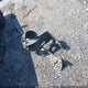 1NXBR32E95Z506088 2005 Toyota Corolla S auction photo thumbnail 12
