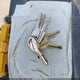 1GCDC14K7JE125205 1988 Chevrolet Gmt-400 C1500 auction photo thumbnail 11