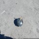 1FTKR1EE8APA16108 2010 Ford Ranger Sport/Xl/Xlt auction photo thumbnail 12