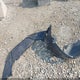 1FADP3F25EL432053 2014 Ford Focus Se auction photo thumbnail 12