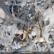 1HFTE47D0M4601797 2021 Honda Trx420 Fa auction photo thumbnail 11