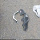 5N1AT2MKXFC800293 2015 Nissan Rogue S auction photo thumbnail 11