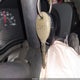 1J4FA24169L716123 2009 Jeep Wrangler X auction photo thumbnail 11