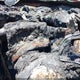 WA1DECF39L1083703 2020 Audi Q3 Premium 45 Tfsi S Line Quattro Tiptronic auction photo thumbnail 7